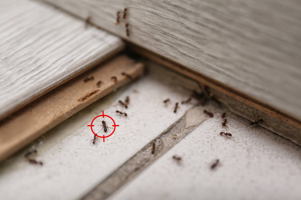 Best Commercial Pest Control Services  in Montecito, CA