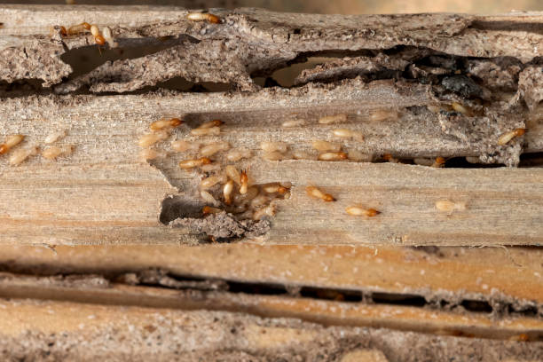 Best Affordable Pest Control Services  in Montecito, CA
